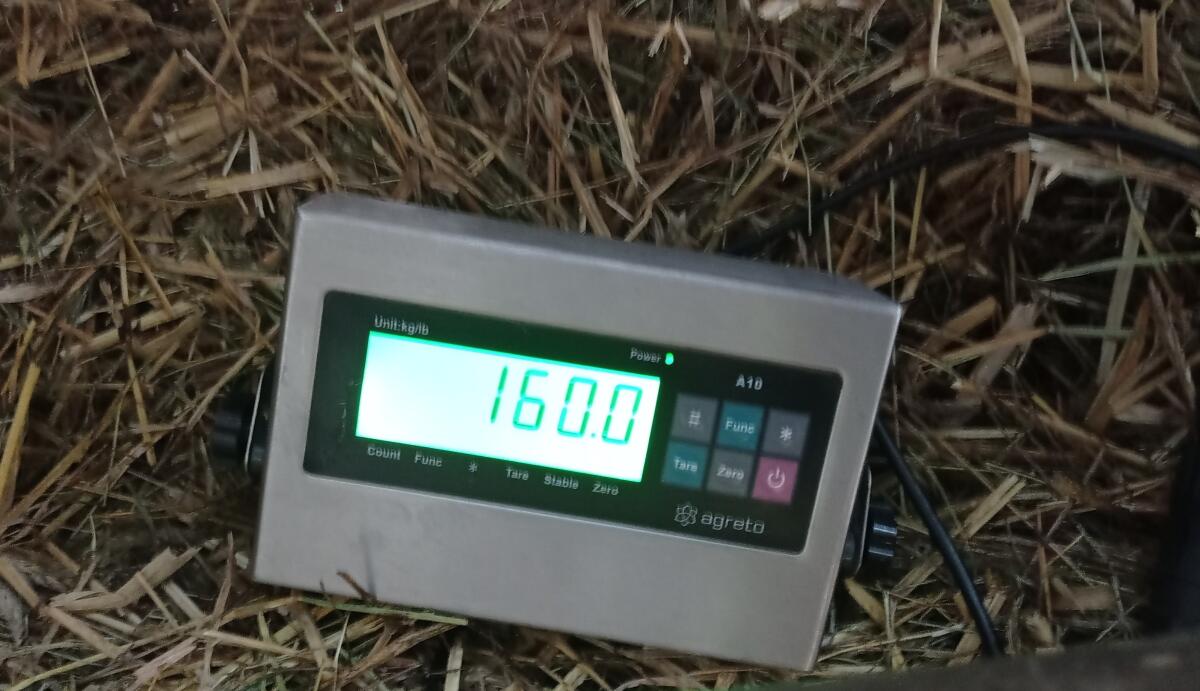 Bio Aubrac Jungstier 3