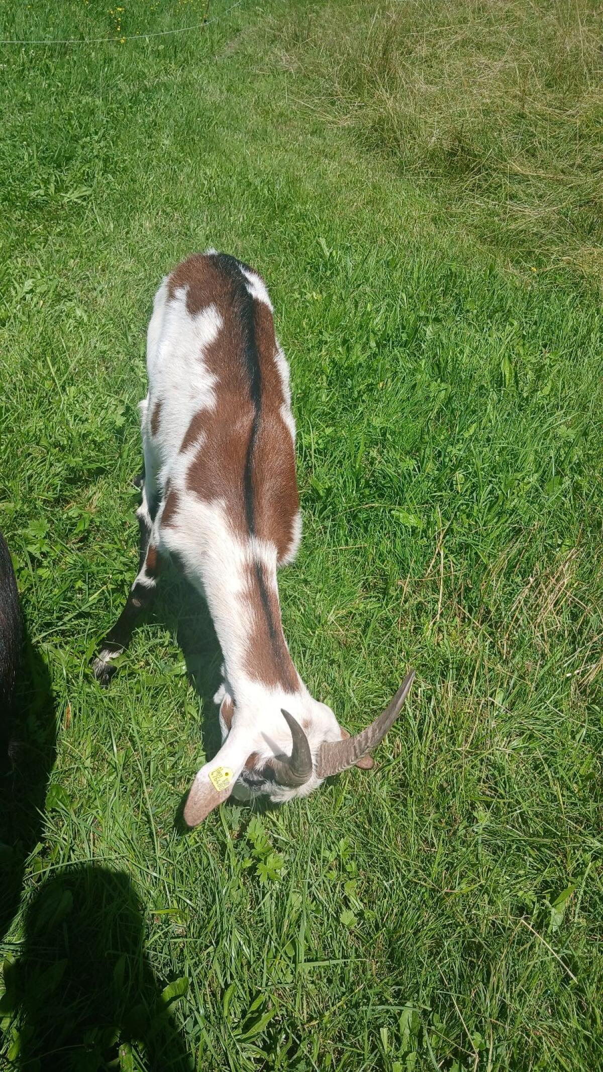 Verkaufe 2 Jährige Tauernscheckenziege 2