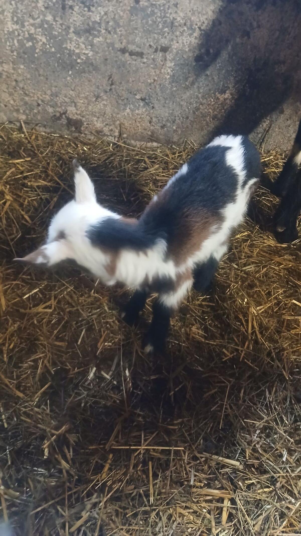 Verkaufe ein Weibliches Tauernscheckenkitz 3