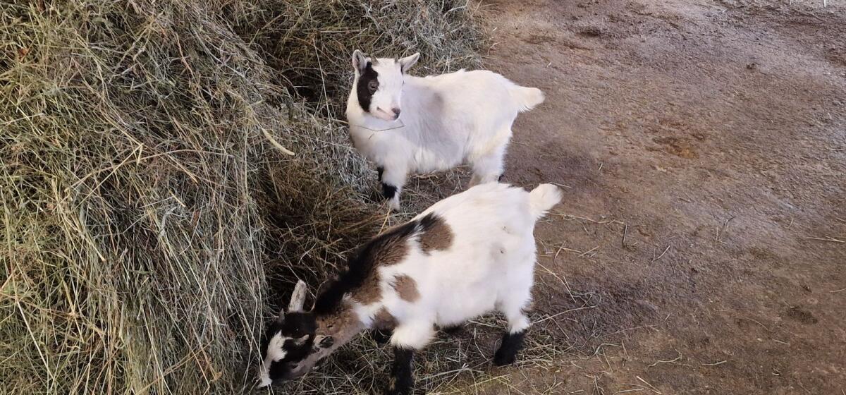 Mini Zwergziegenböcke 3