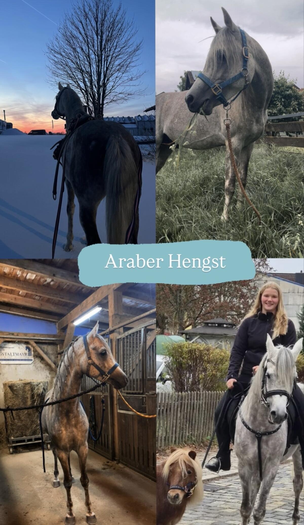 Verschiedene Pferde zu verkaufen 2