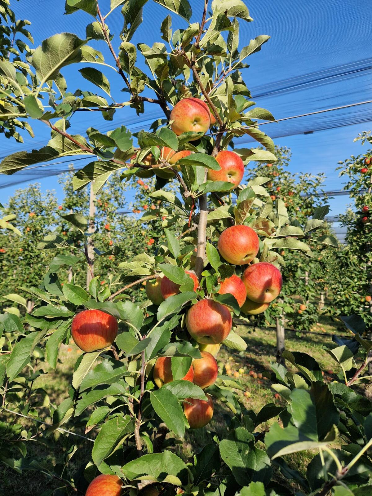 Bio Äpfel, Bio Topaz, Bio Opal 2