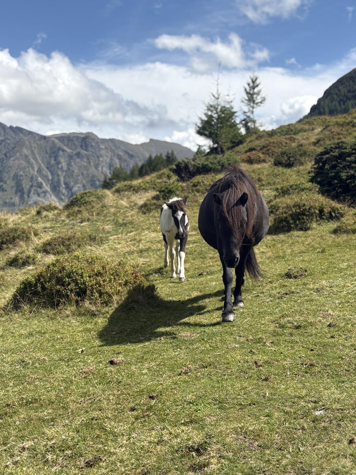 Trächtige Isländerstute 2