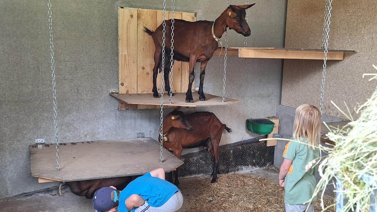 3stk Gämsfarbige Gebirgsziegen weiblich abzugeben 2