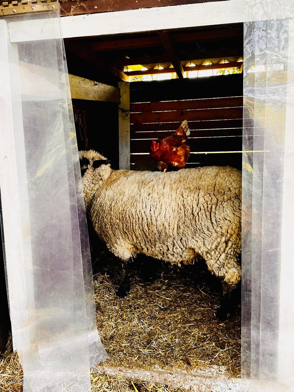 Schafe suchen Herzensmensch 2