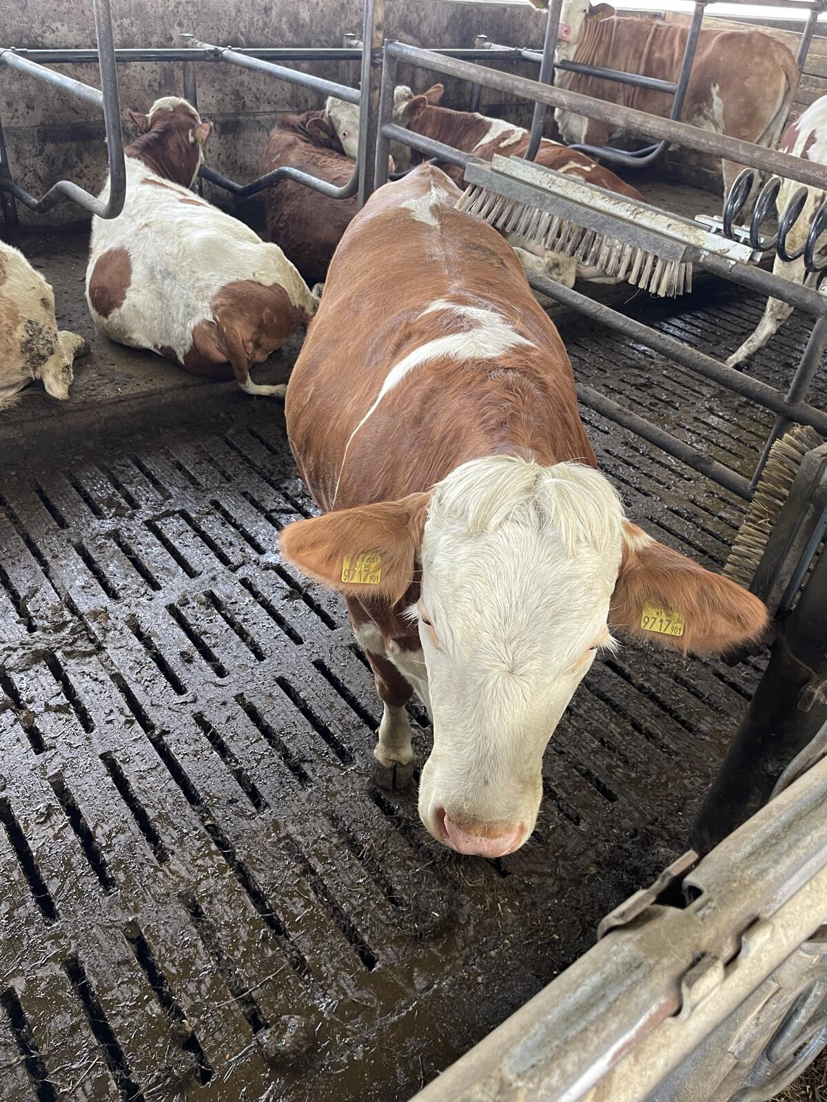 Kalbinn Kalbedatum April 3