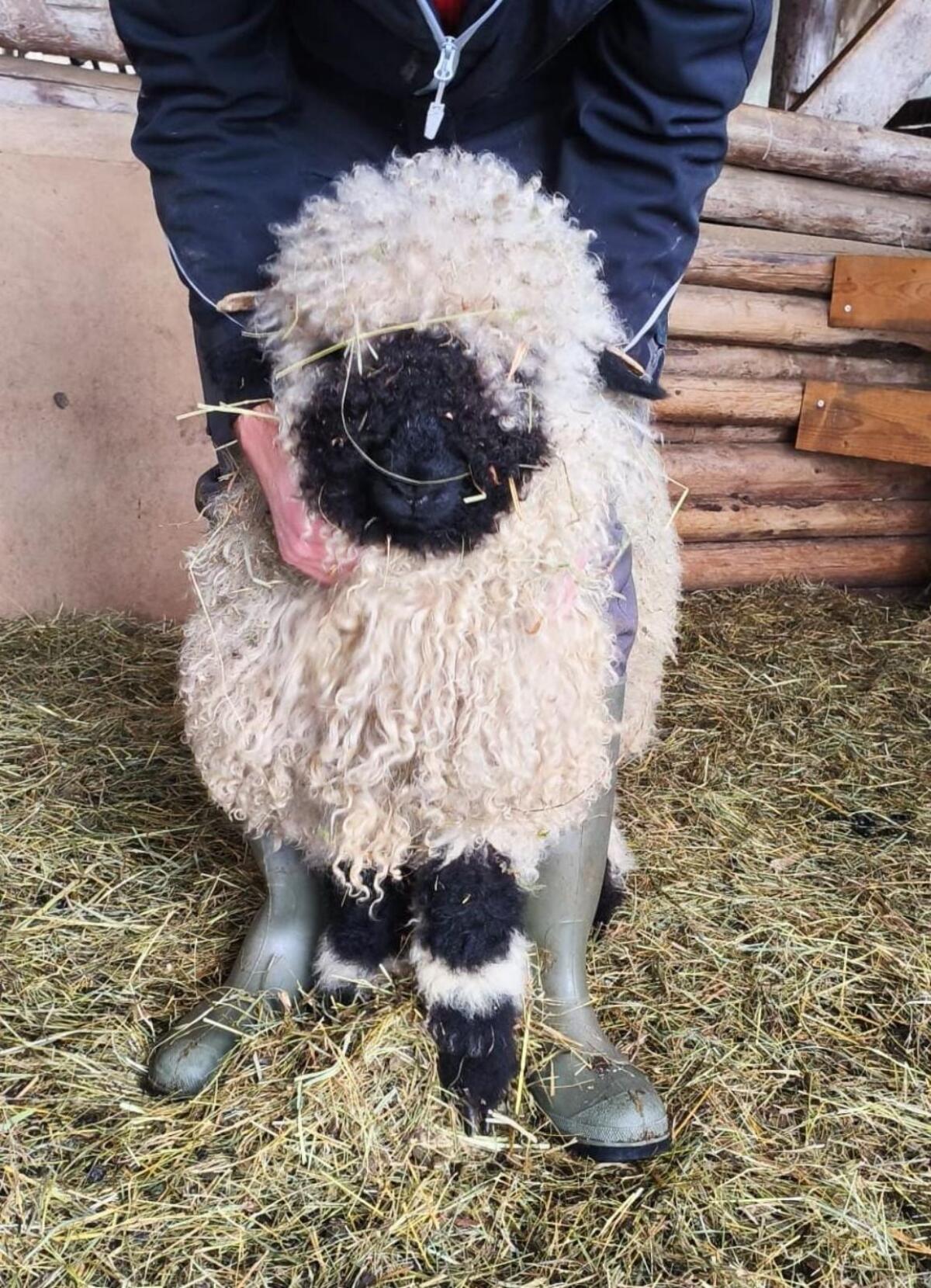 Walliser Schwarznasen Lämmer Bio Weiblich 3