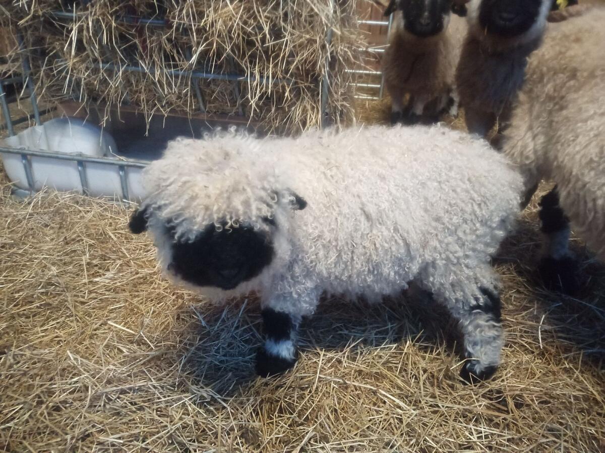 Walliser Schwarznasenschaf 2