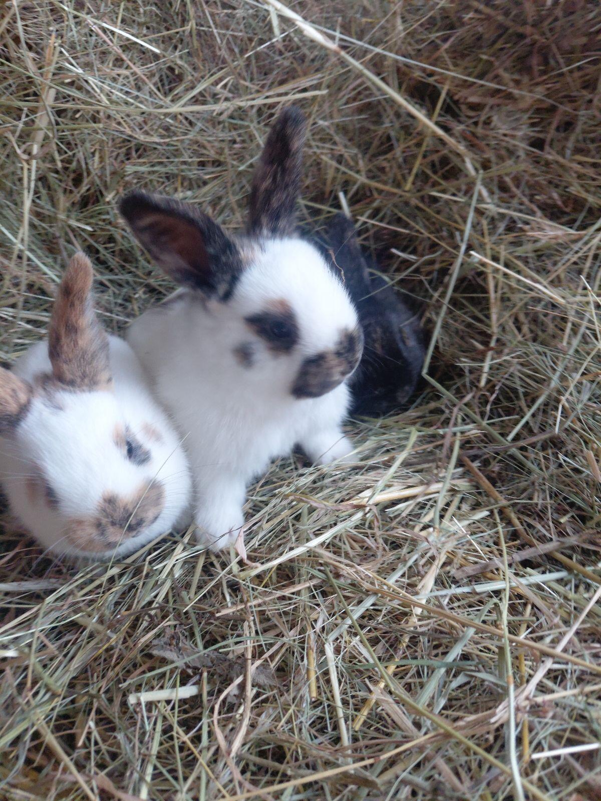 Dreifarbenschecken 2