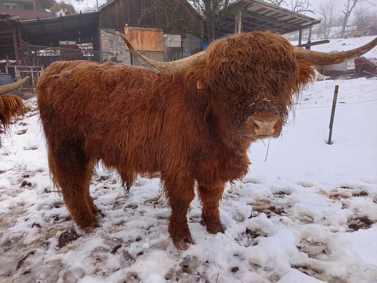 Bulle, Schottisches Hochlandrind, Highlander 3