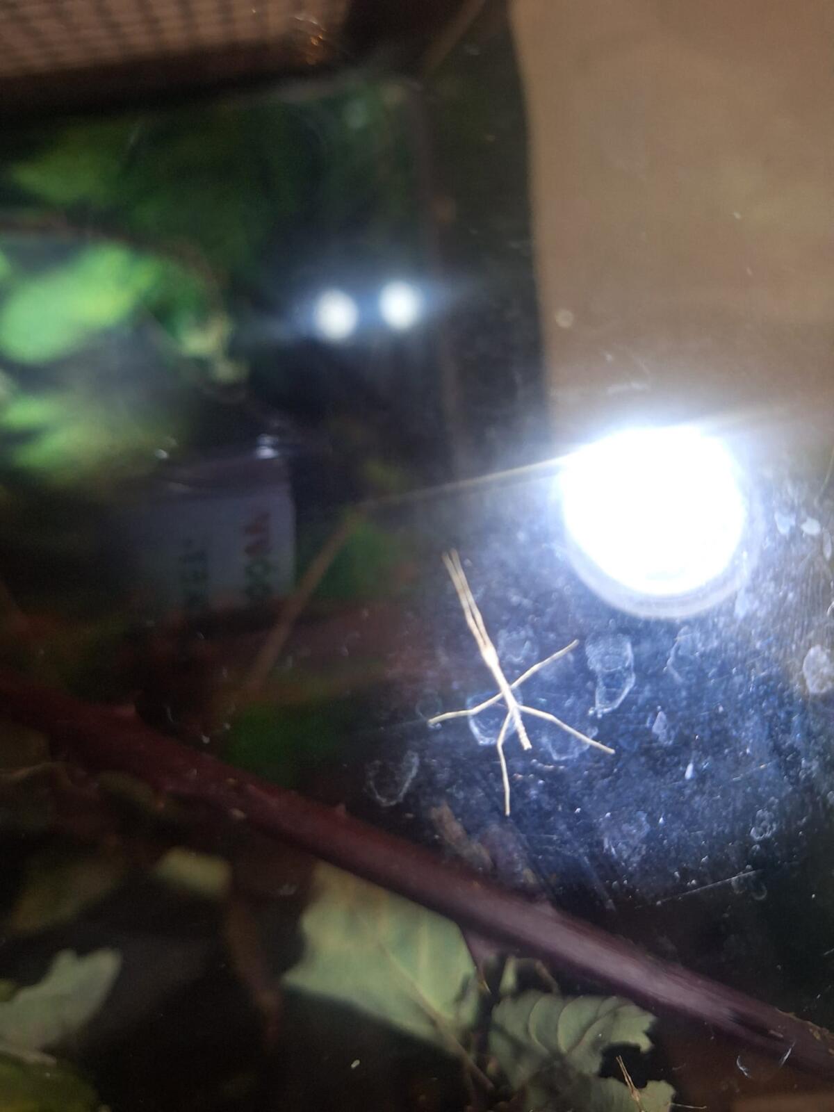 Stabheuschrecken im Terrarium freuen sich auf ein newhome 3