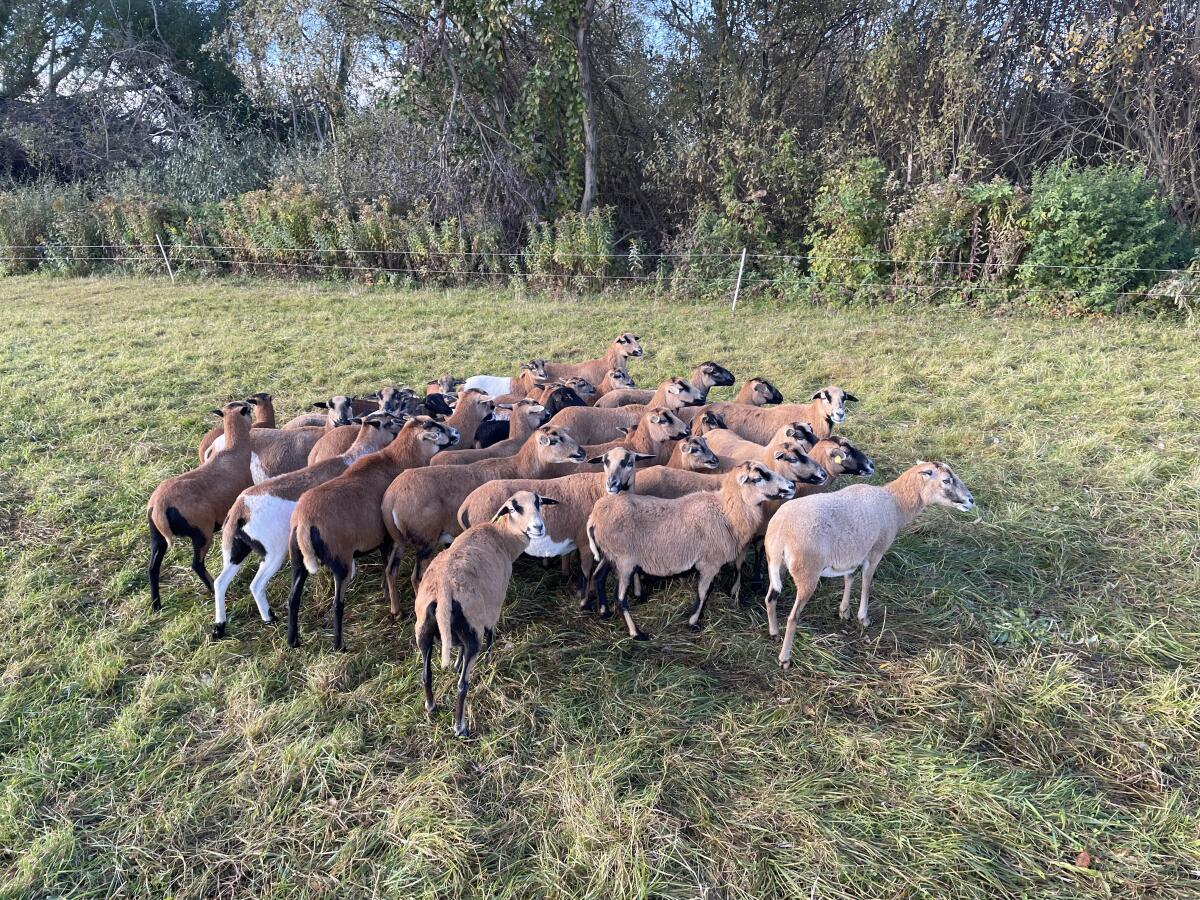 Kamerunschafe suchen ein neues zu Hause 3