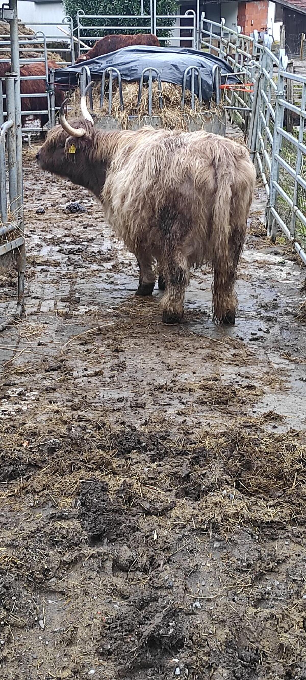 Hochlandrind Kuh Bio 3