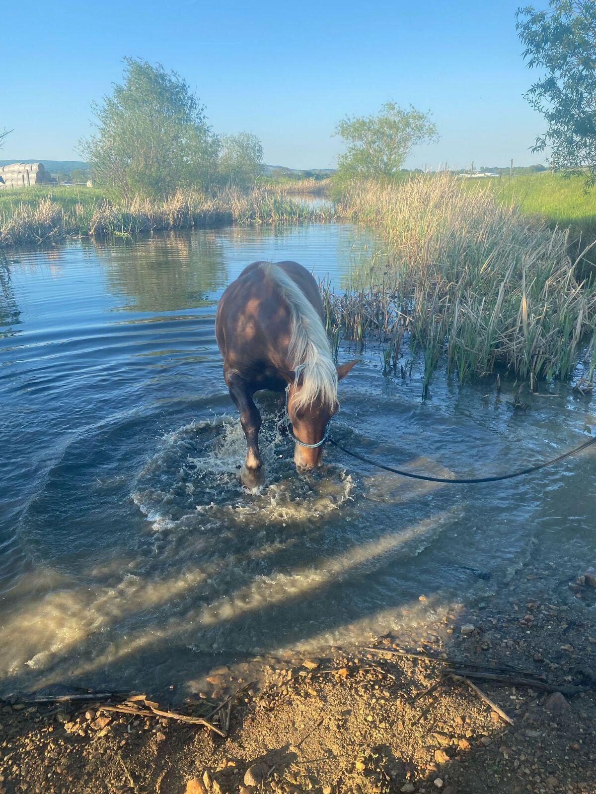 Noriker Fuchs Stute 3