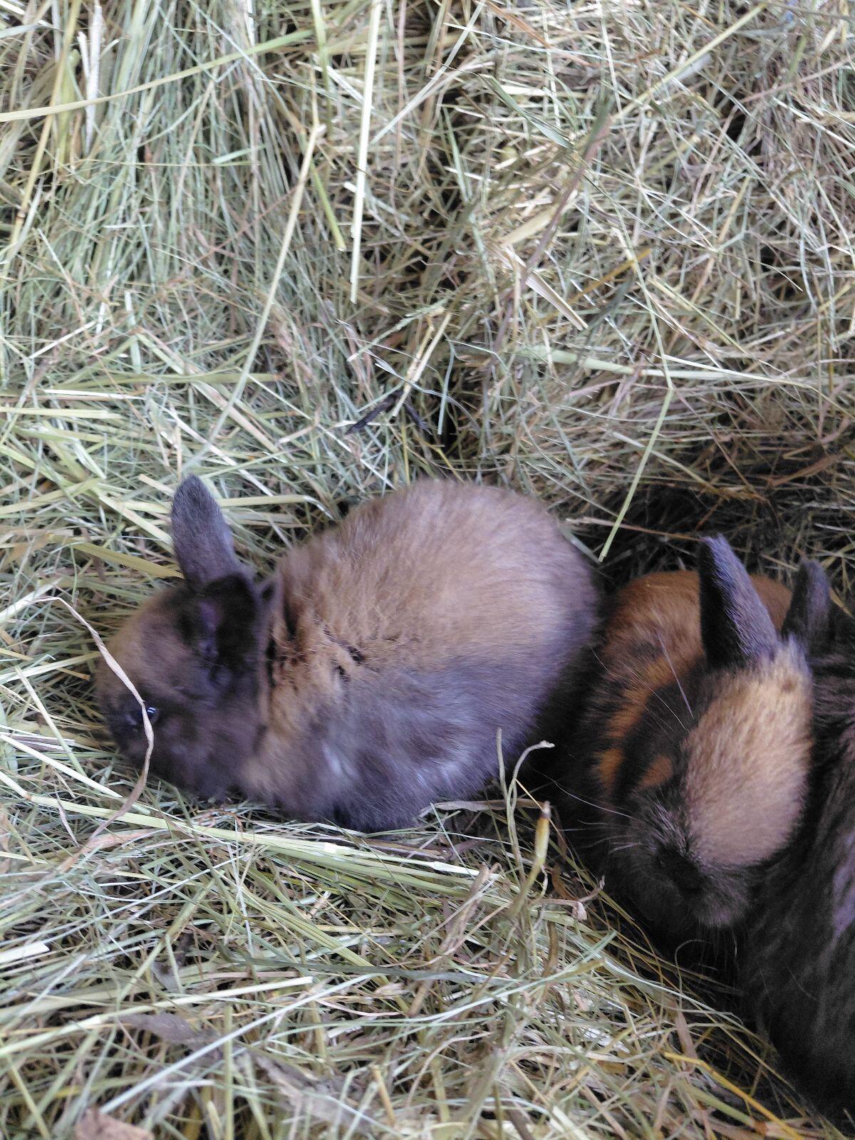 Thüringer Kaninchen 3