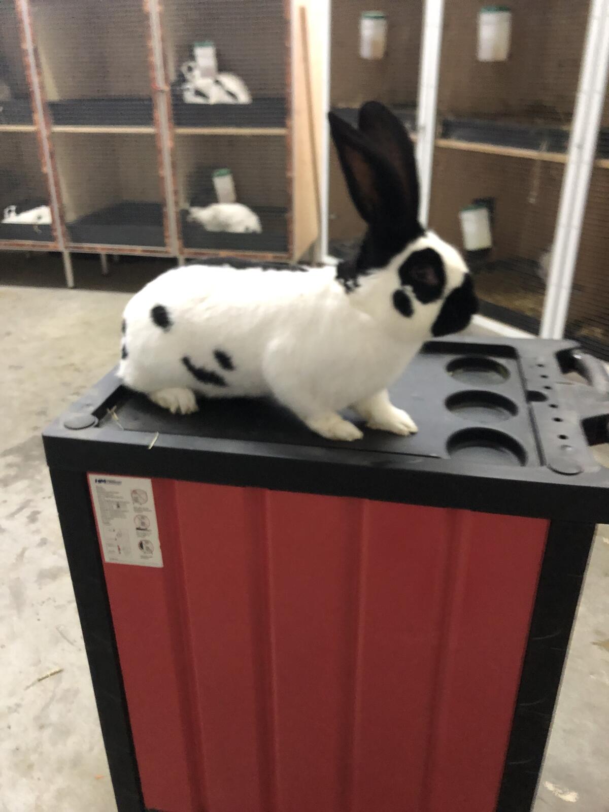 Deutsche Riesenschecken 3