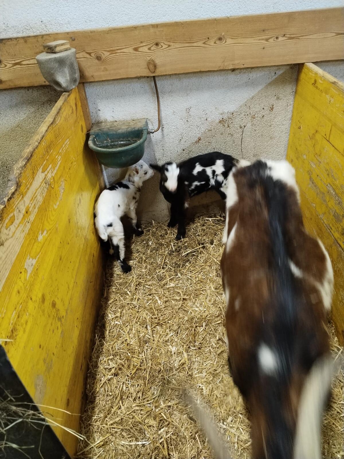 Verkaufe Tauernschecken Bockmutter 2