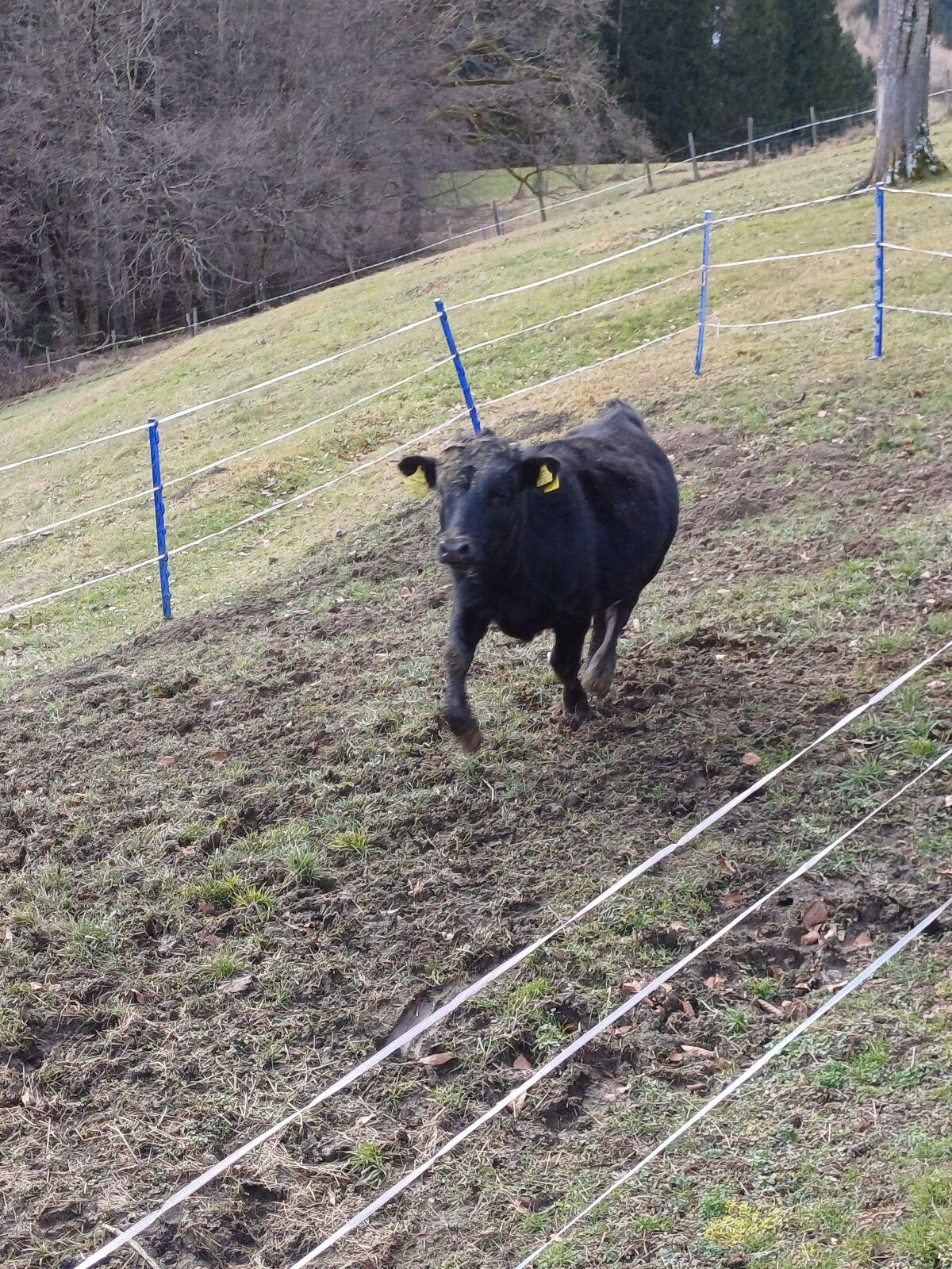 Verkaufe Dahomay Stier 2