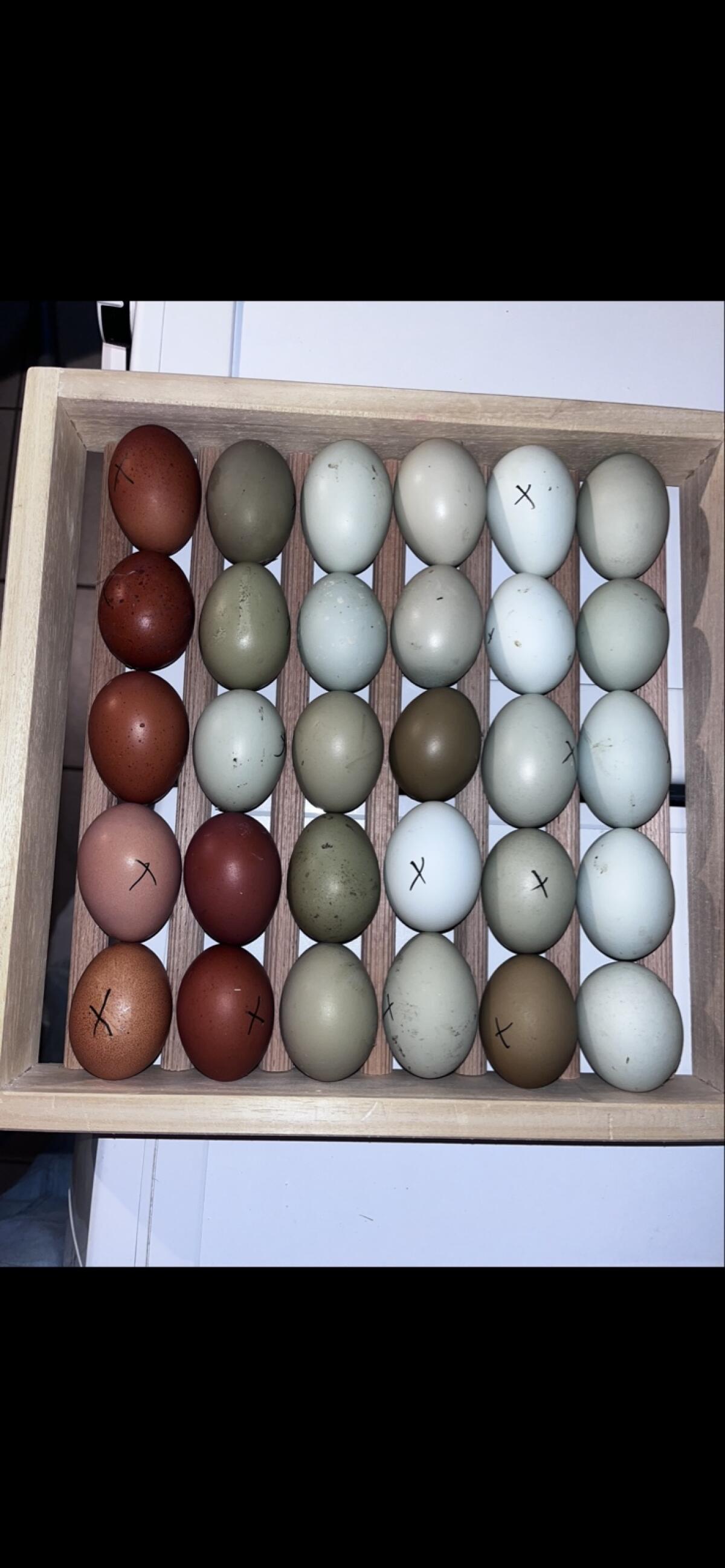 Bruteier gemischte Rassen – Marans, Lohmann & Grünleger 3