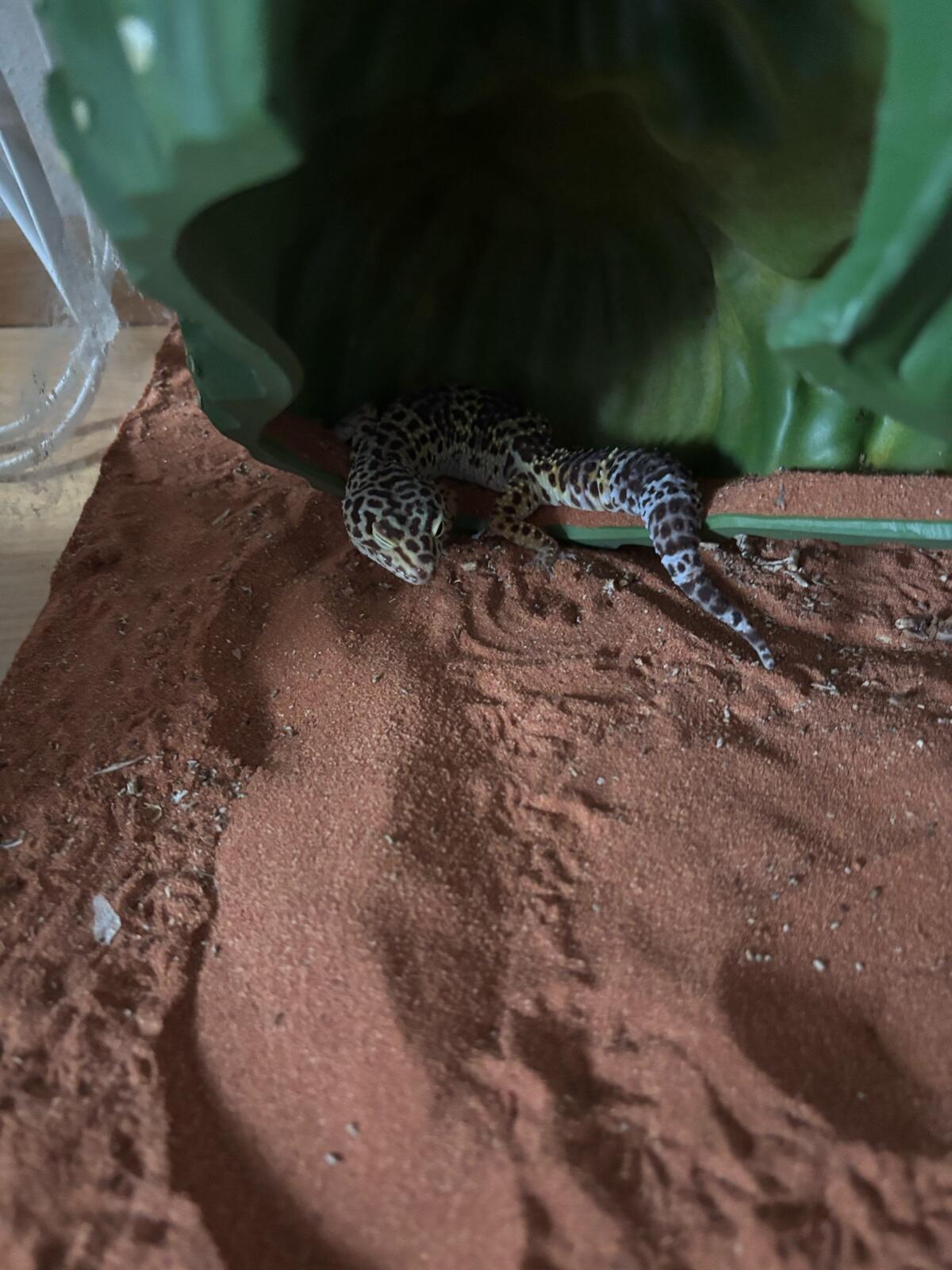 Leoparden geckos abzugeben 3
