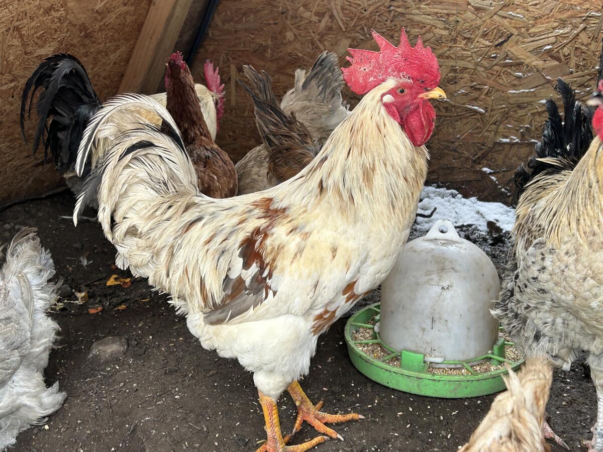 Hahn Hähne Mix Brahma, Silverudds Blå 2