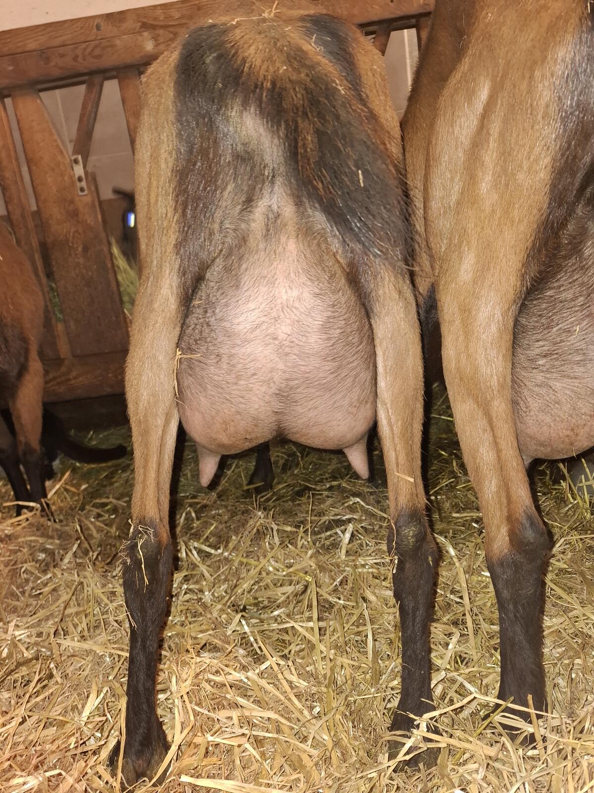 GGZ Zuchtziegen zu verkaufen 3