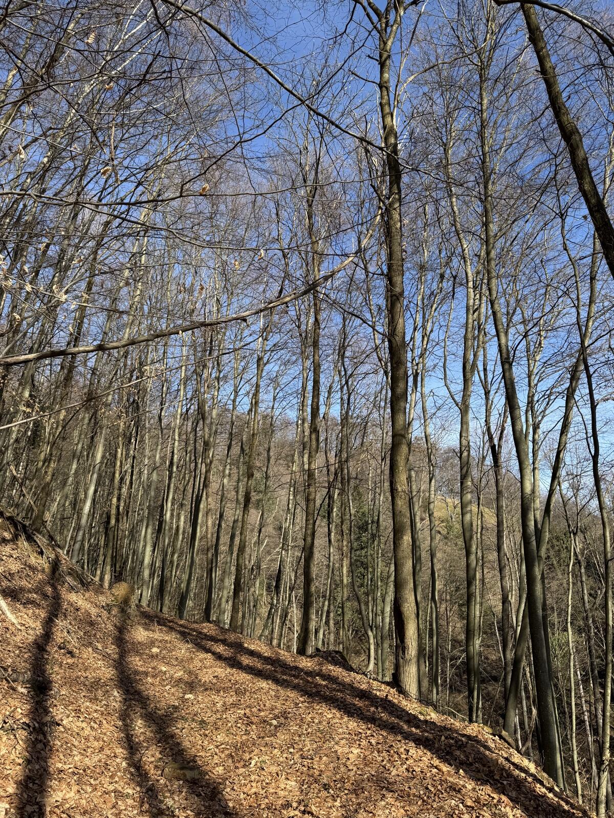 Buchenholz für Weiterverarbeiter / gerade Stangen/ Stämme 3
