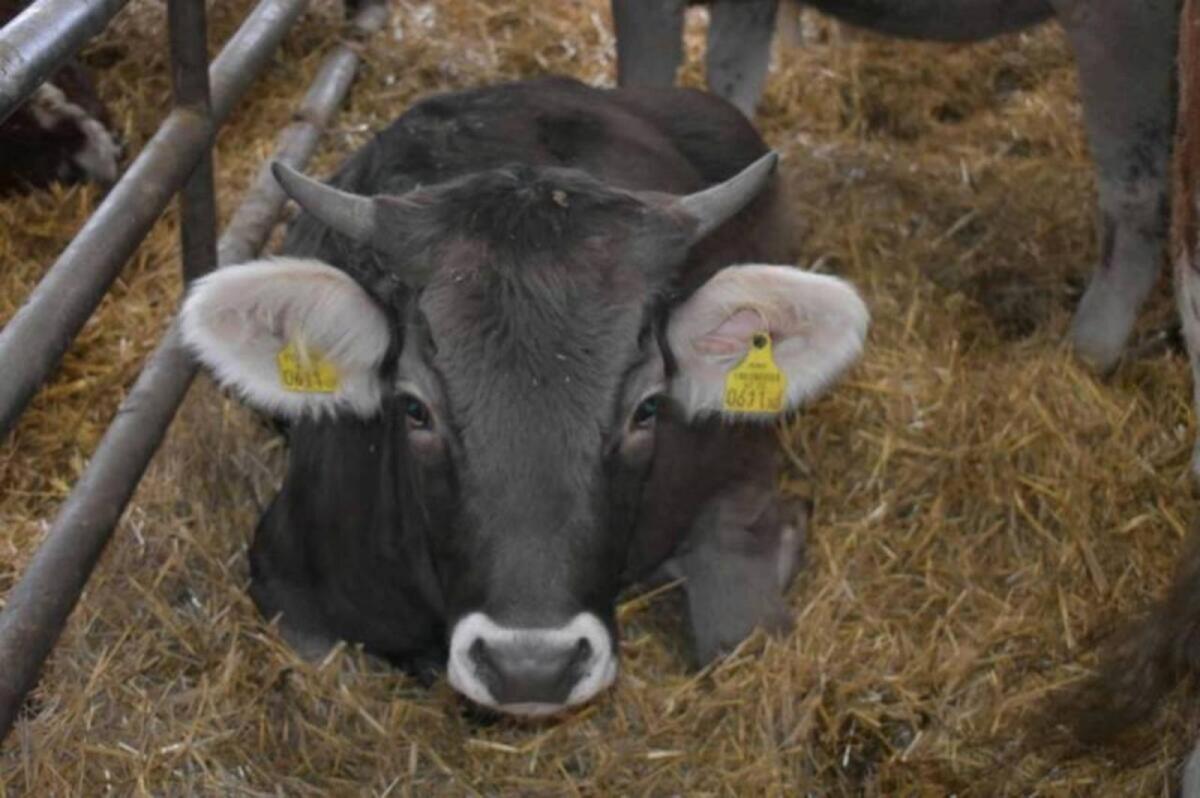 Original Braunvieh Tiere 3