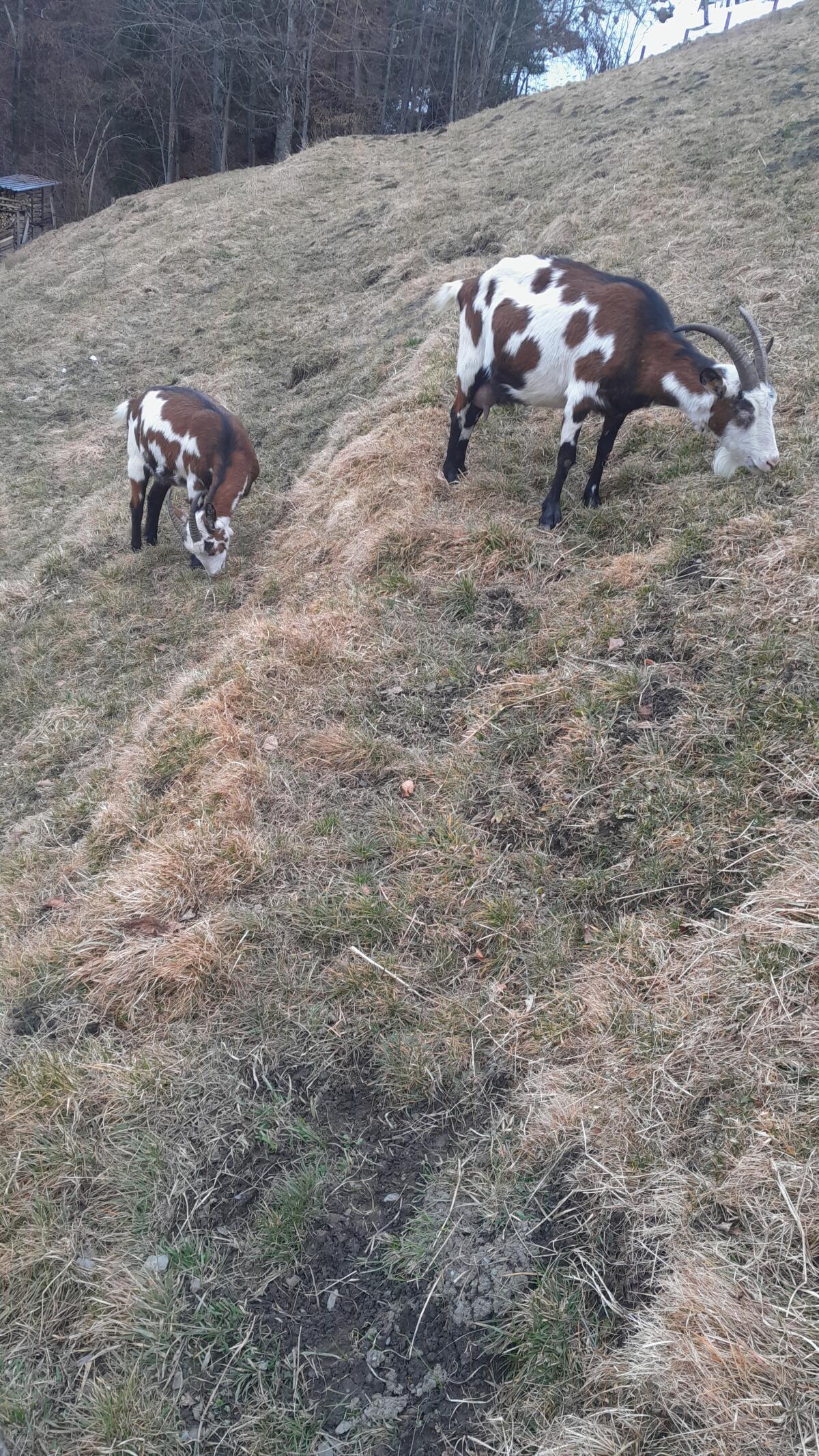 Tauernschecken zu verkaufen 2