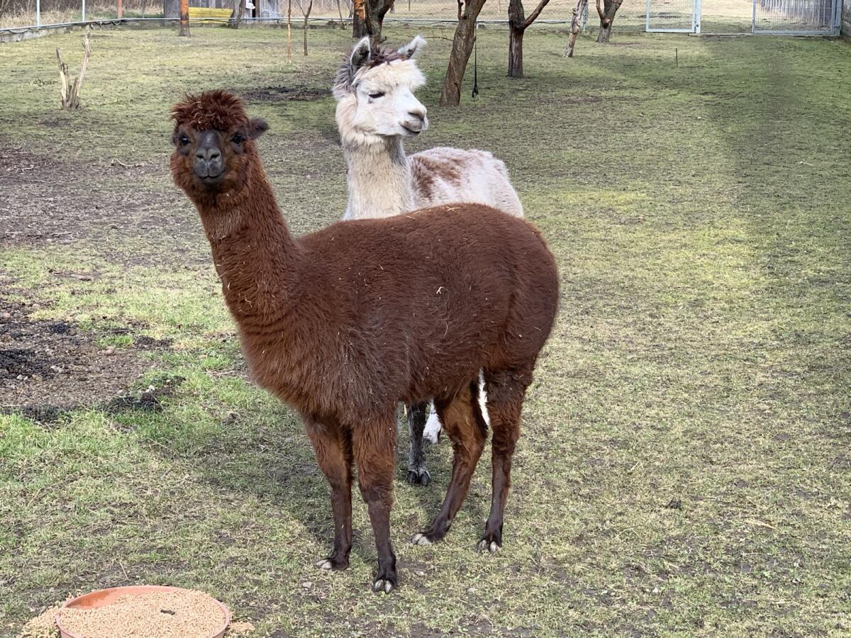 2 Alpaka-Stuten zu verkaufen! 2