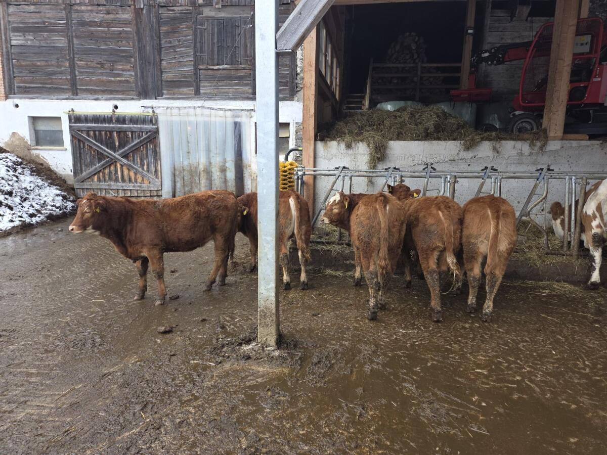 weibliche Fresser,  Einsteller 2