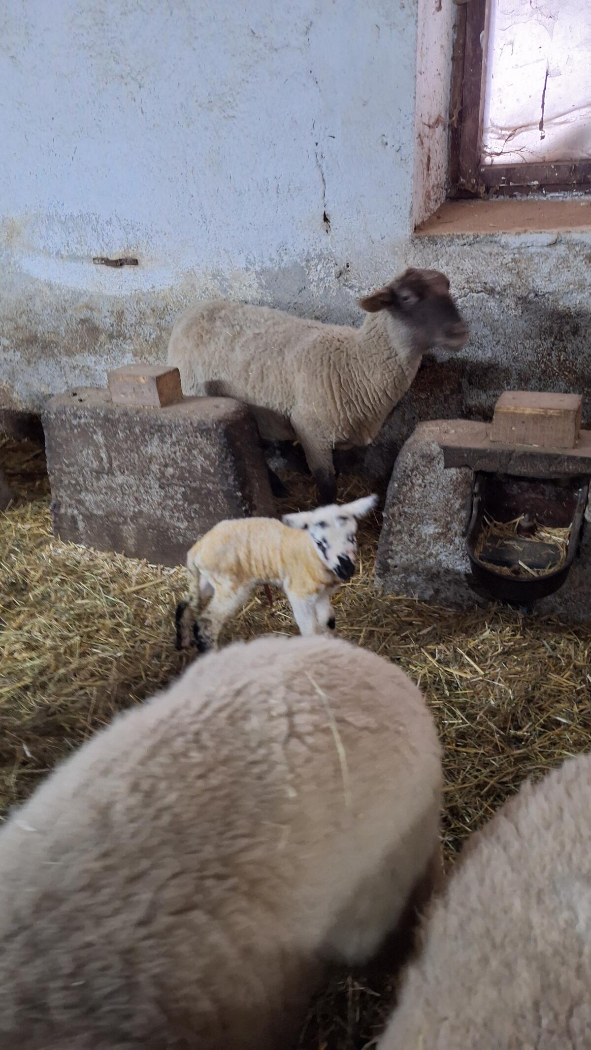 Erstlingsmutter mit super Widderlamm 2