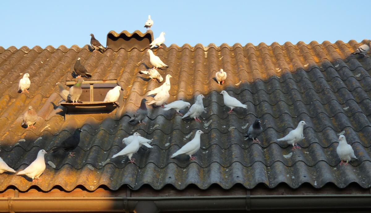 Brieftauben 2