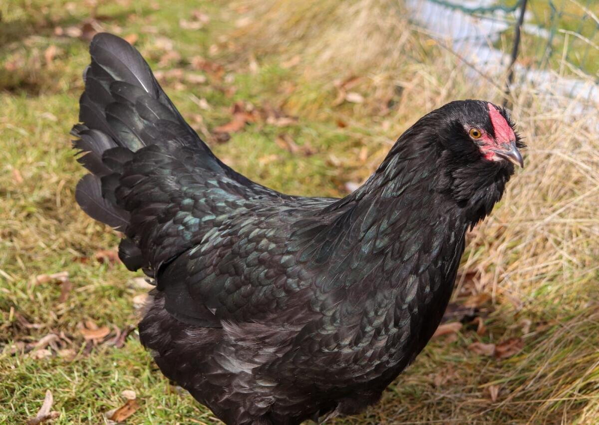 Appenzeller Barthühner 2