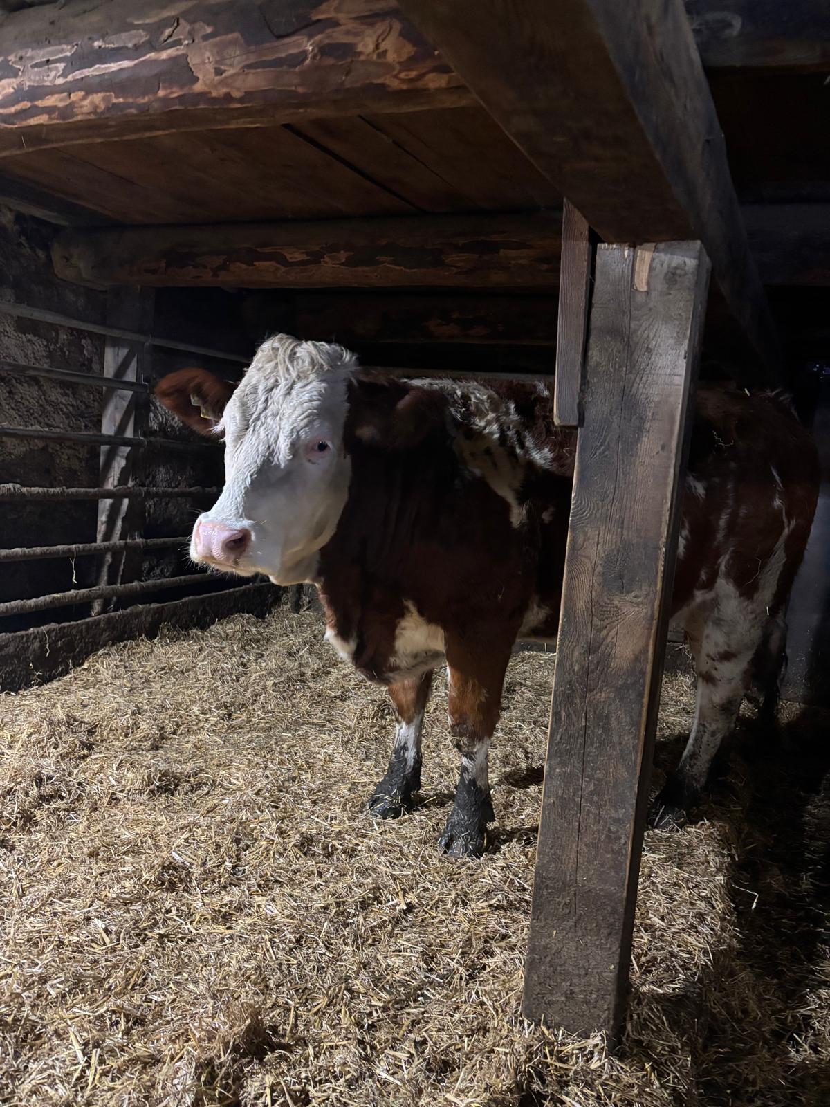 Biofleckviehkalbinnen 2