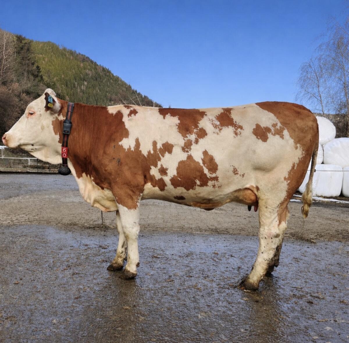 Jungkuh/Fleckviehkuh 2