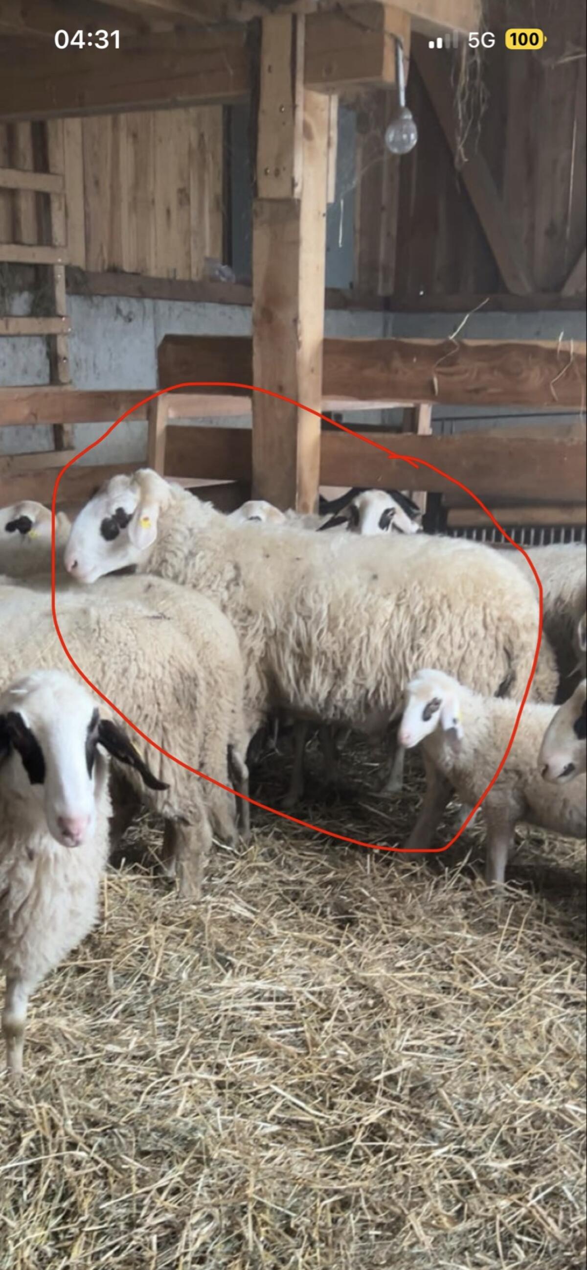 1b kärntner brillenschafwidder 3