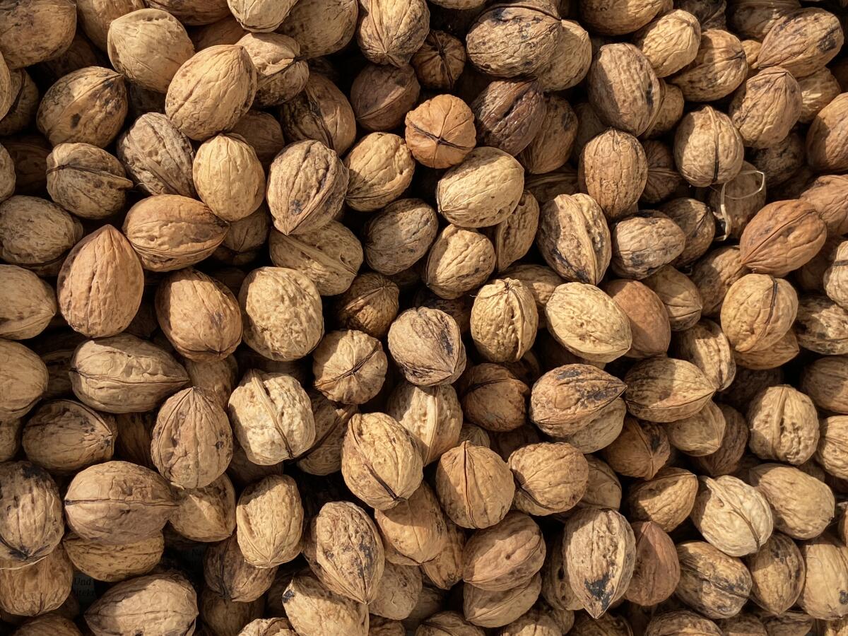 Walnüsse in Schale – Ernte 2025 2
