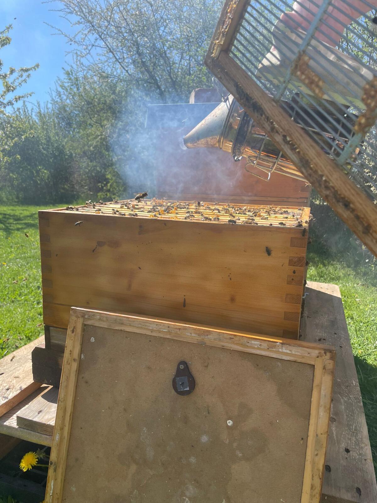 Wirtschaftsvölker zu Verkaufen 3