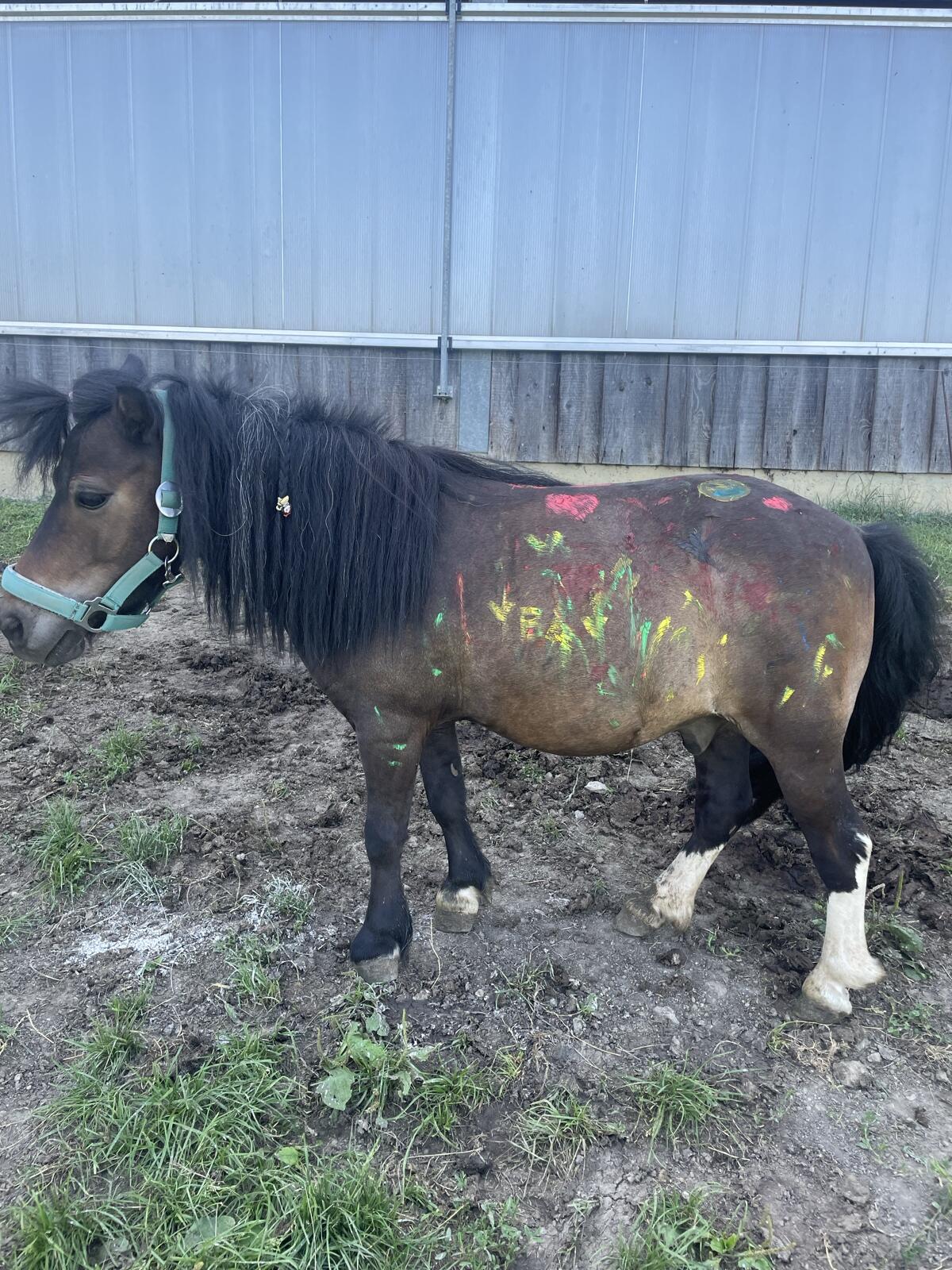 Shettys suchen neues Zuhause 2