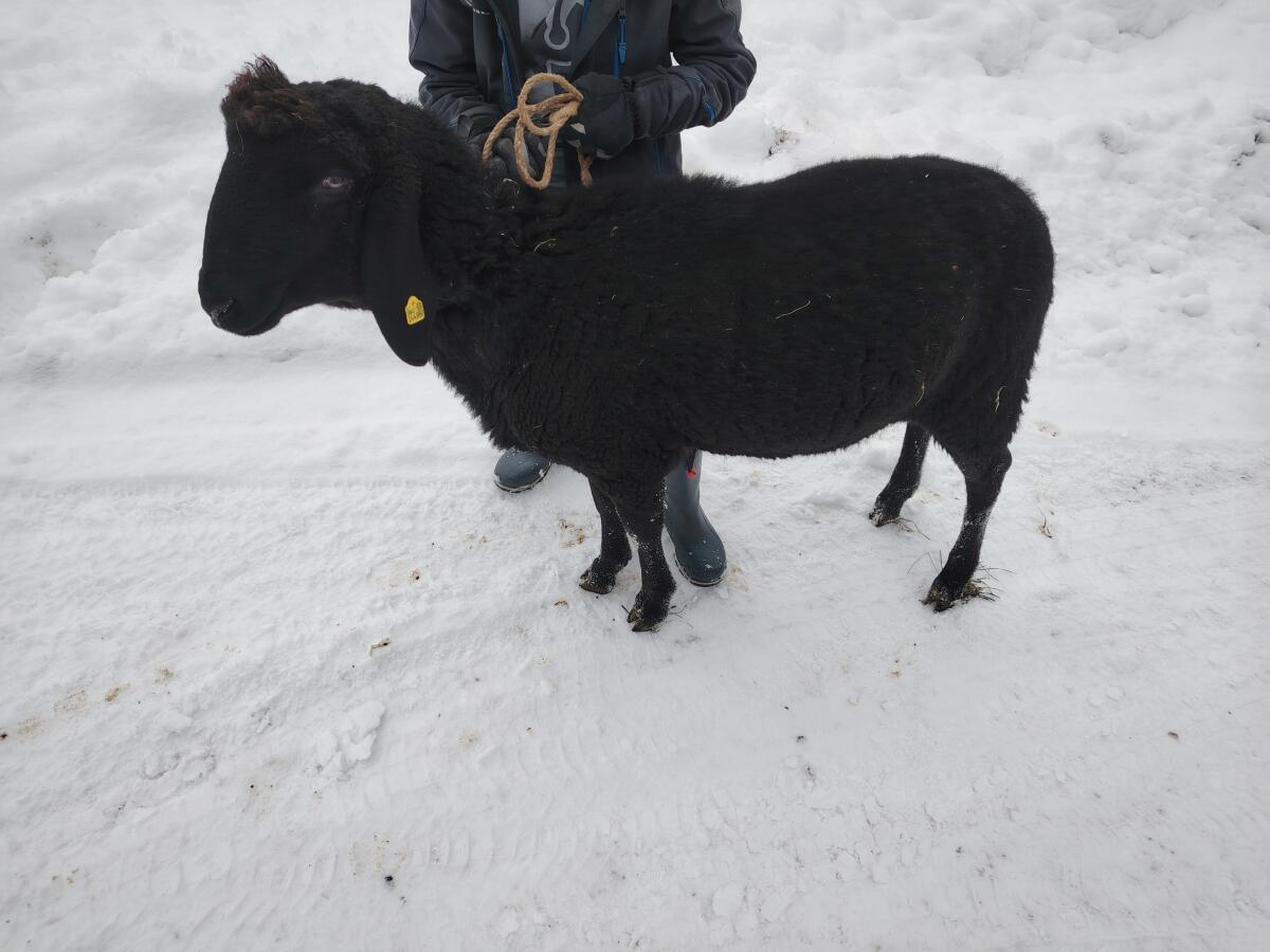 3 Gescheckte HB-Widder zu verkaufen! 3