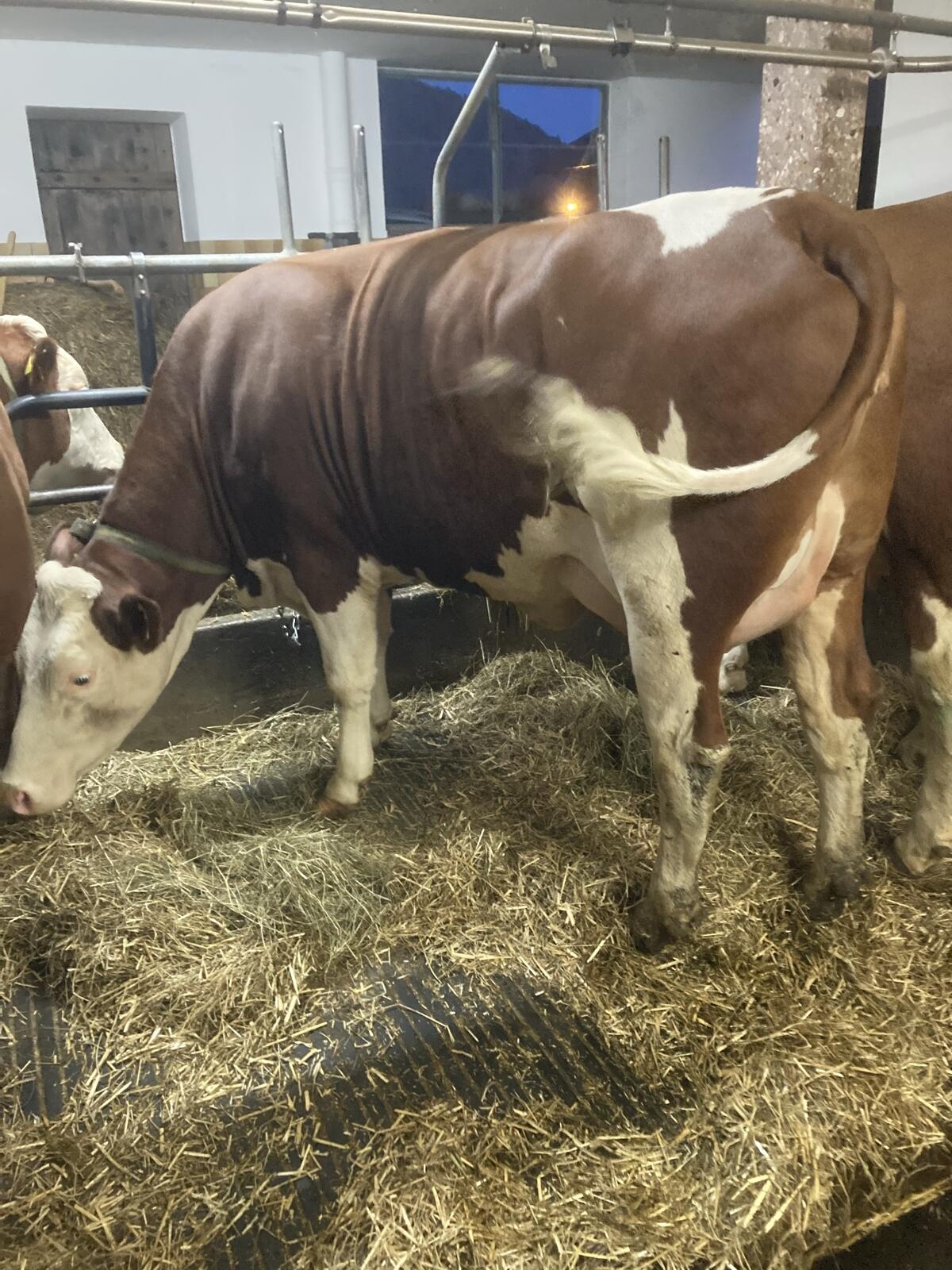 Verkaufe Erstlingskühe mit bester Abstammung 2