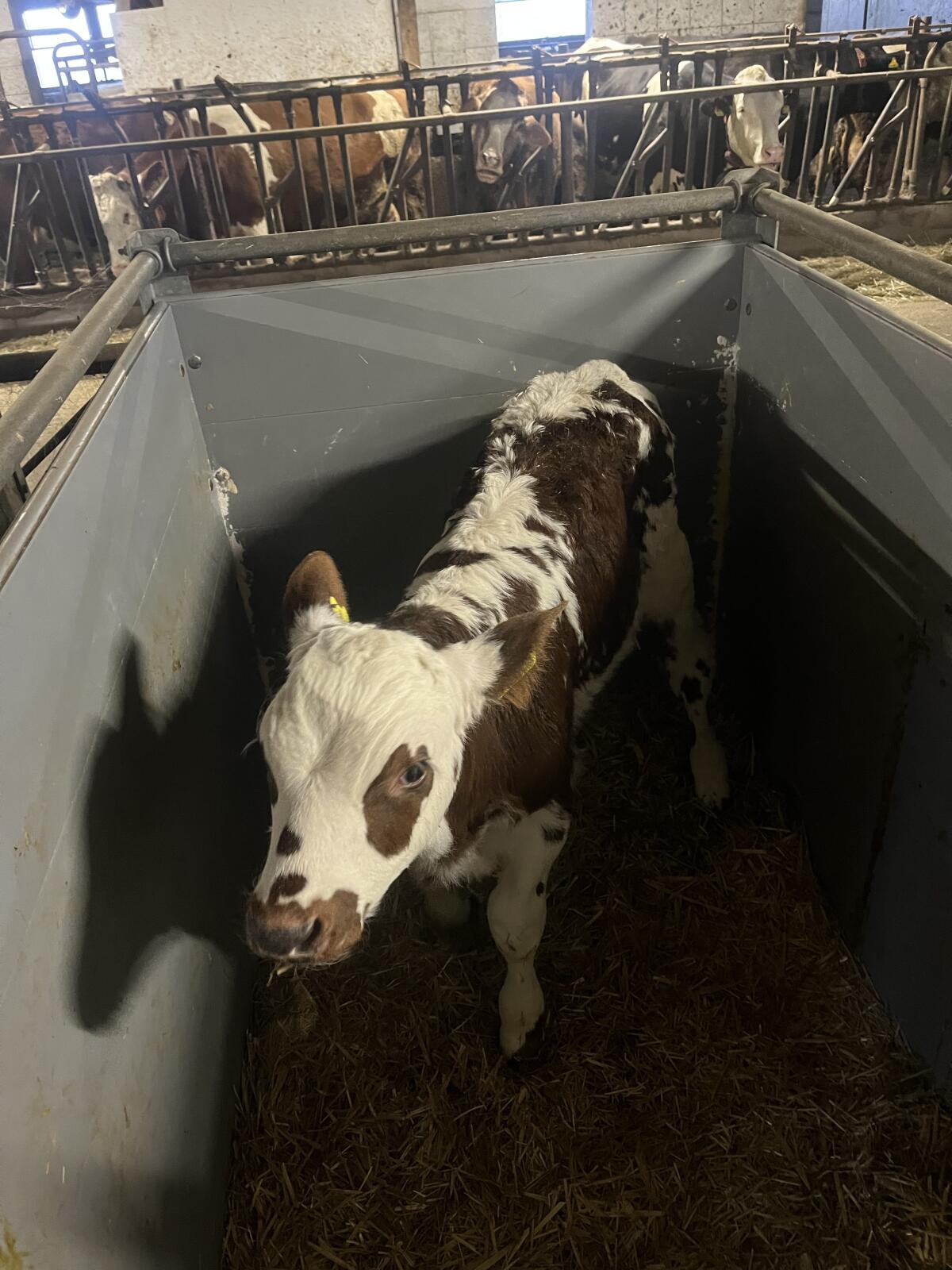 Stierkalb Kreuzung 2