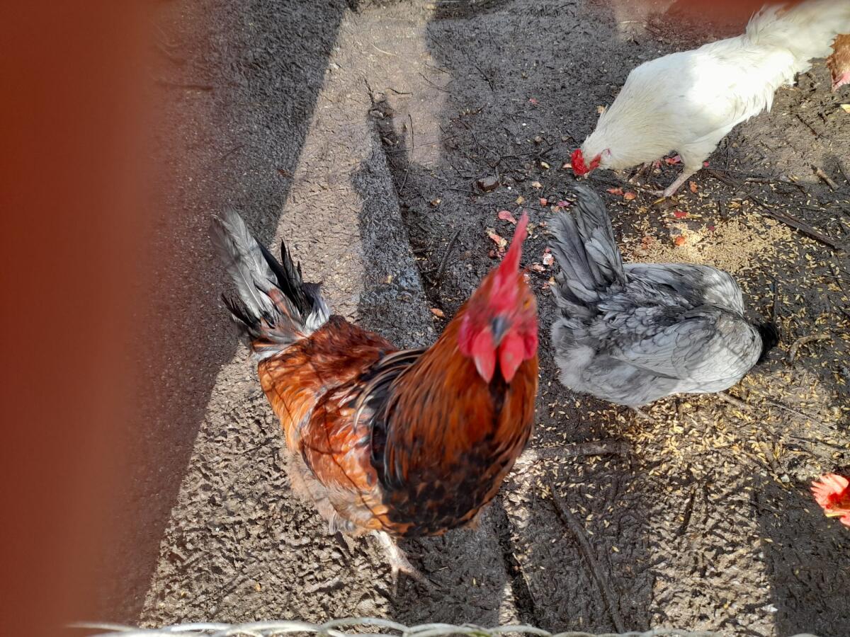 Liebevoller Junghahn (6 Monate) 2