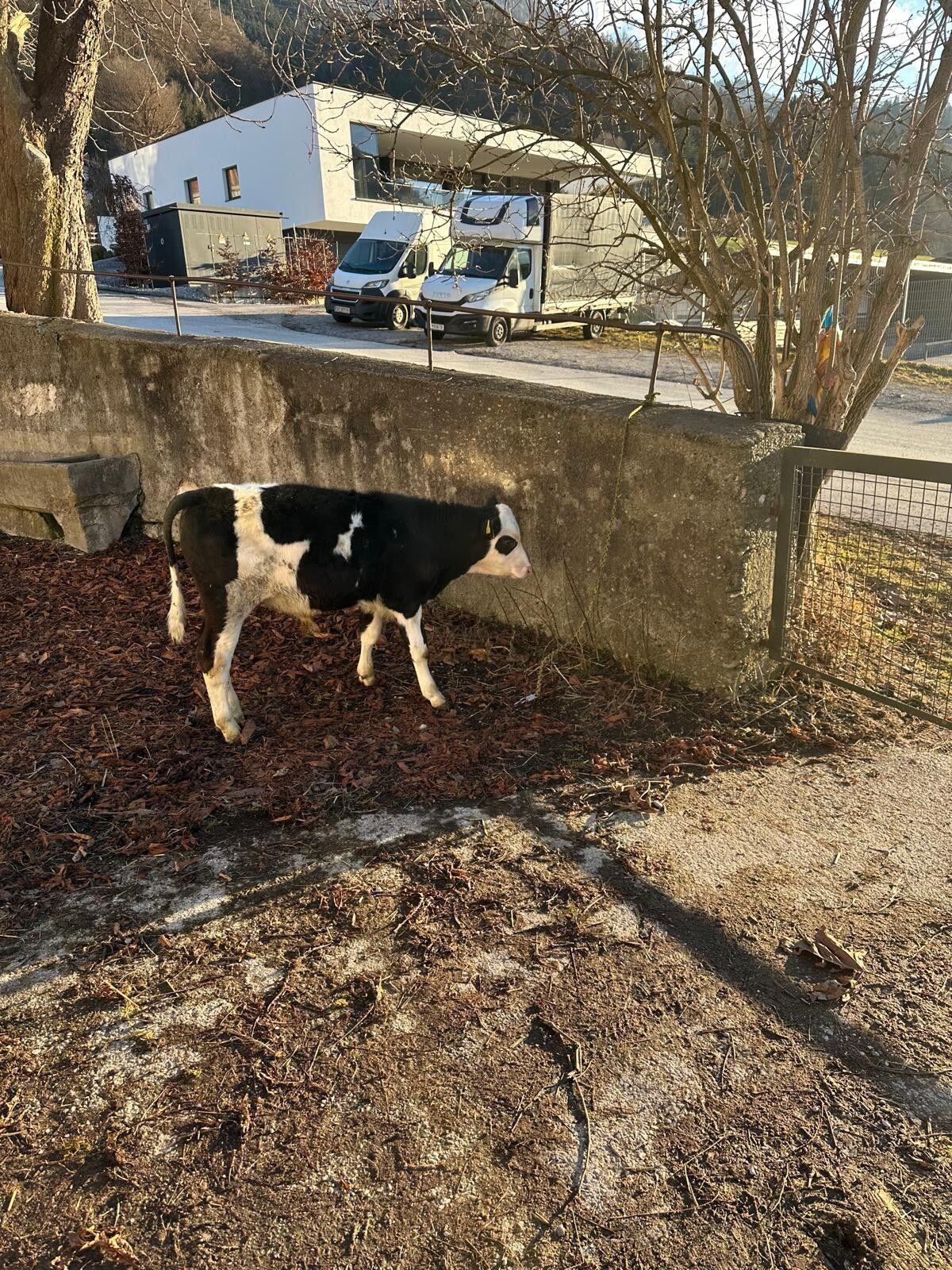 verkaufe Stierkalb 3