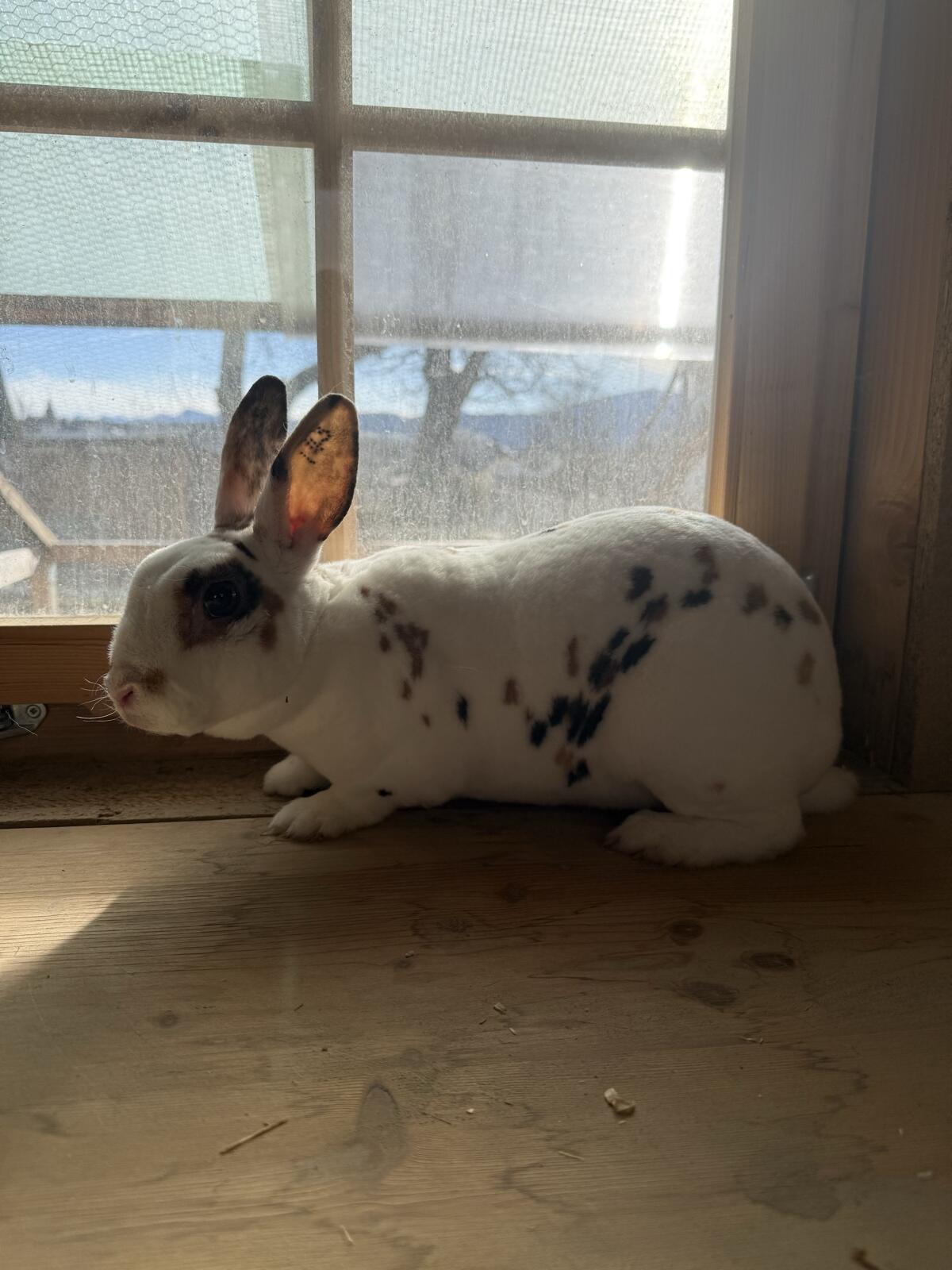 3 Dalmatiner Rex Hasen abzugeben – zuchtgeeignet 3