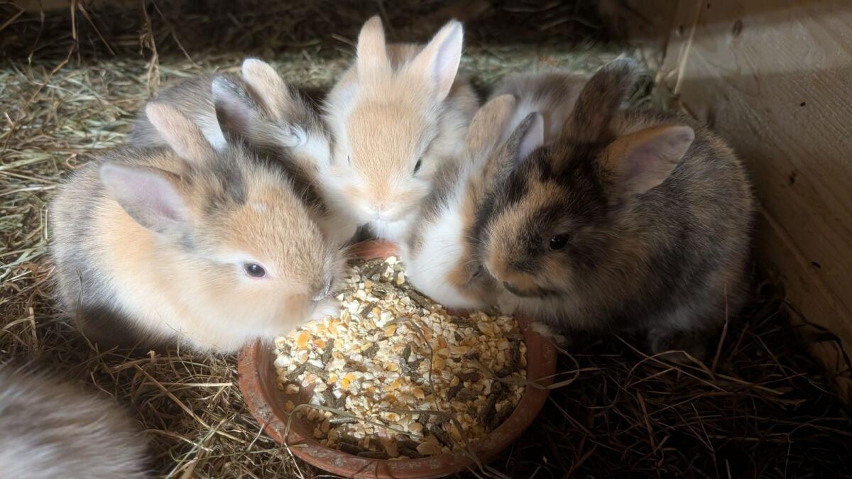 Zwergkaninchen laufend zu verkaufen in allen Farben 2