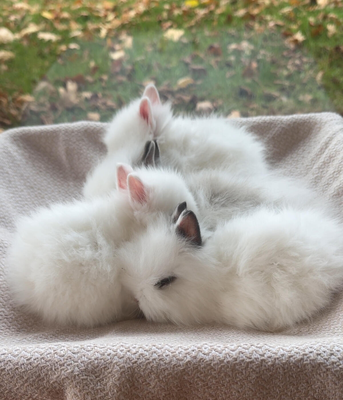 Teddyzwergkaninchen 3