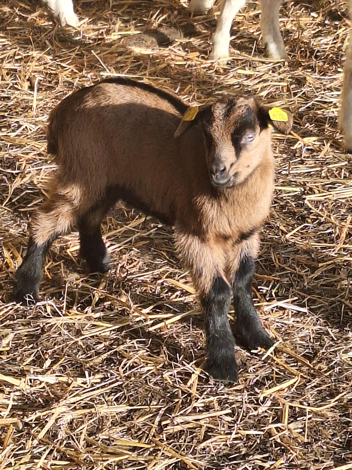 Bunte Deutsche Edelziegenböcke 3