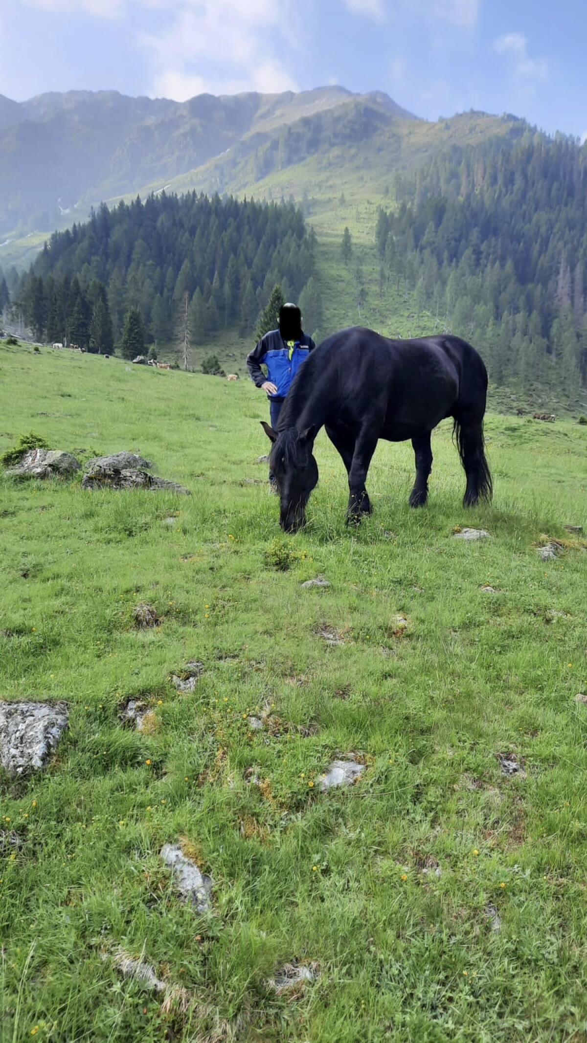 14-jährige Noriker Rappstute zu verkaufen 3